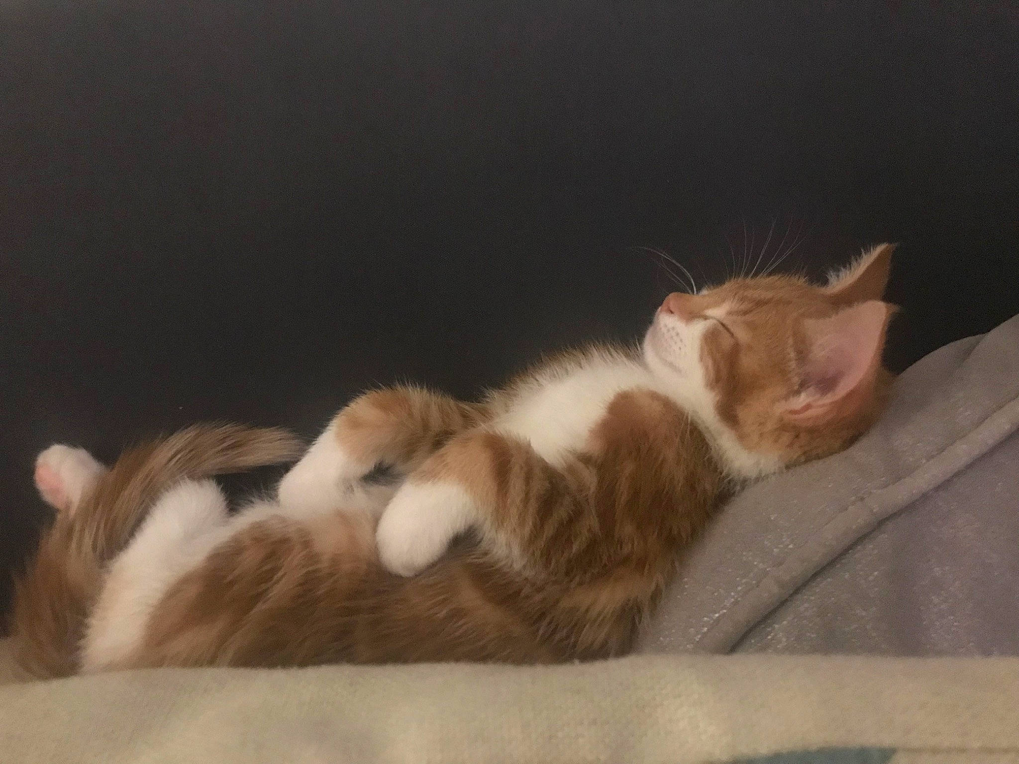 Bugsy joined the competition — help win amazing prizes! brown, carnivore, cat, claw, comfort, domestic_short_haired_cat, ear, fawn, felidae, fur, nap, paw, sleep, small_to_medium_sized_cats, tail, terrestrial_animal, whiskers, wood