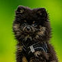 puppy, dog, pomeranian, fluffy, black, tan, harness, sitting, portrait, outdoor, green_background, cute, pet, animal, fur, small_dog, young, adorable, alert, friendly