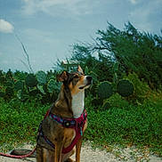 Coco is registered to the contest to win money with this photo: dog, canine, pet, sitting, harness, leash, outdoors, nature, cactus, grass, vegetation, trees, sky, clouds, portrait, animal, brown_fur, white_chest, alert, landscape