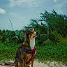 dog, canine, pet, sitting, harness, leash, outdoors, nature, cactus, grass, vegetation, trees, sky, clouds, portrait, animal, brown_fur, white_chest, alert, landscape