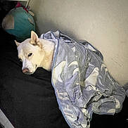 Spirit is registered to the contest to win money with this photo: animal, bed, blanket, comfort, cozy, cute, dog, ears, fur, home, indoor, lying_down, pet, plush_toy, relaxed, resting, sleepy, snug, soft, white_dog