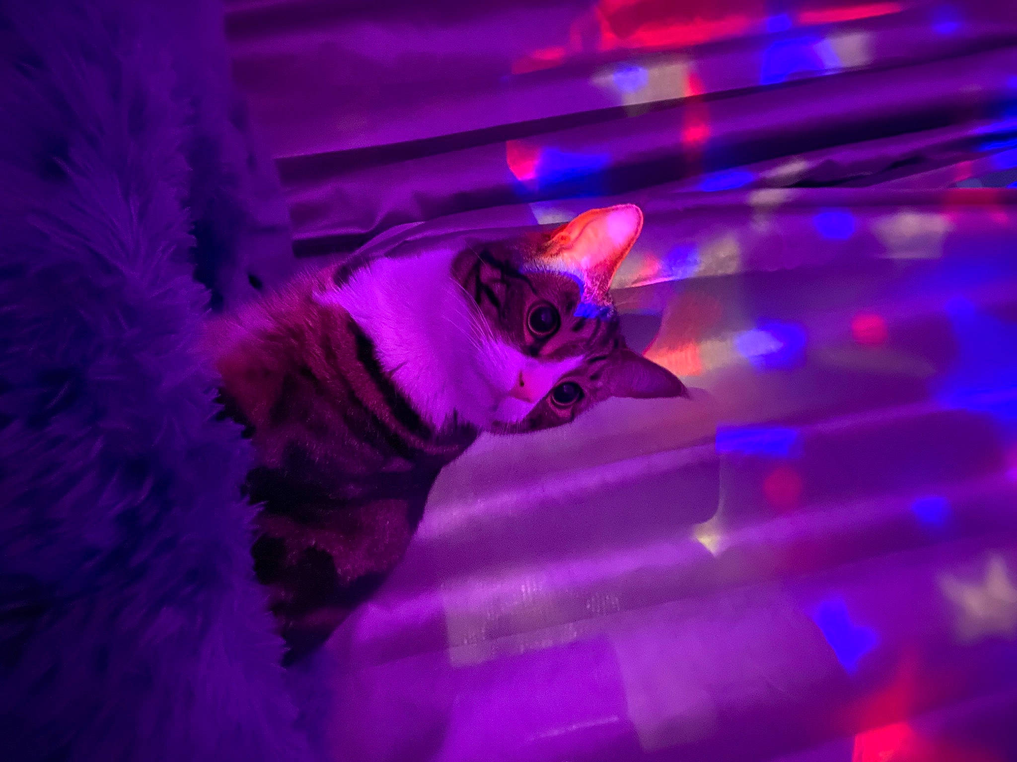 Dougal joined the competition — help win amazing prizes! art, canidae, carnivore, cat, cg_artwork, darkness, electric_blue, entertainment, event, felidae, fur, graphics, magenta, pink, purple, small_to_medium_sized_cats, tail, violet, visual_effect_lighting, whiskers