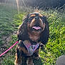 Nola is registered to the contest to win money with this photo: dog, puppy, grass, sunlight, outdoor, pet, happy, tongue_out, harness, black_and_tan, nature, cute, leash, animal, canine, sunflare, greenery, small_dog, sitting, daylight