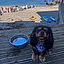 Nola is registered to the contest to win money with this photo: dog, puppy, water_bowl, wooden_deck, beach, people, sea, kayaks, outdoor, sunny, harness, happy, smiling, pet, animal, shore, recreation, vacation, waves, nature