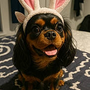 Nola joined the competition — help win amazing prizes! dog, puppy, bunny_ears, costume, cute, pet, indoor, black_and_tan, long_ears, tongue_out, happy, bed, blanket, fur, animal, companion, small_dog, portrait, smiling, domestic_animal