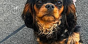 Nola is registered to the contest to win money with this photo: dog, puppy, small_dog, black_fur, tan_fur, curly_fur, leash, outdoor, pet, animal, cute, sitting, asphalt, closeup, portrait, ears, fur_texture, looking_up, expression, companion