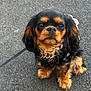 dog, puppy, small_dog, black_fur, tan_fur, curly_fur, leash, outdoor, pet, animal, cute, sitting, asphalt, closeup, portrait, ears, fur_texture, looking_up, expression, companion