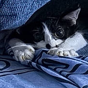 Chou a rejoint le concours — aidez-le/la à gagner de superbes lots ! cat, black_and_white, blanket, blue, cozy, paws, eyes, peeking, resting, indoor, fabric, striped, feline, cute, pet, animal, soft, comfort, relaxed, texture