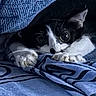 cat, black_and_white, blanket, blue, cozy, paws, eyes, peeking, resting, indoor, fabric, striped, feline, cute, pet, animal, soft, comfort, relaxed, texture