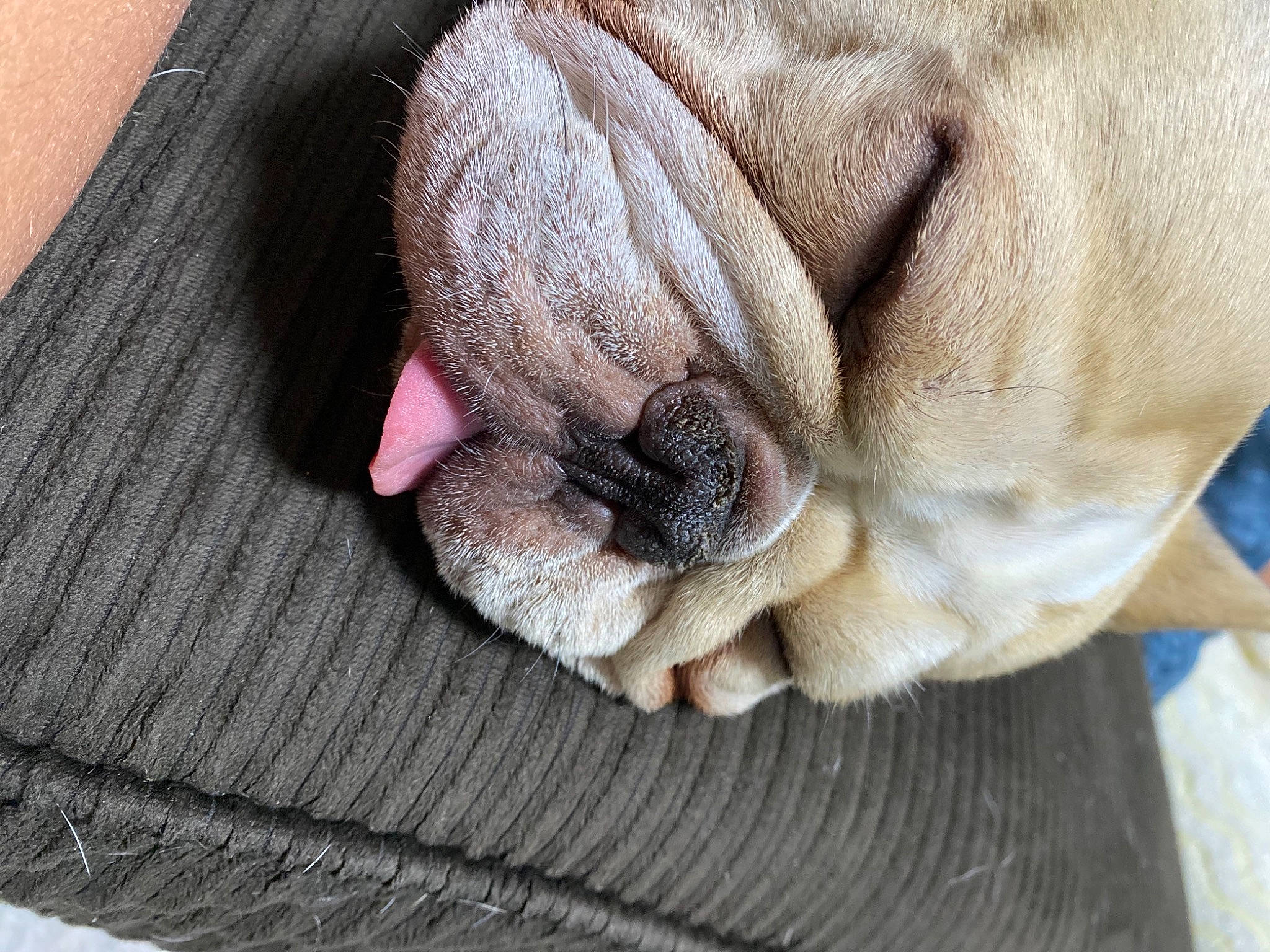 Sir Thunda joined the competition — help win amazing prizes! canidae, carnivore, companion_dog, dog, dog_breed, fawn, french_bulldog, non_sporting_group, pug, puppy, shar_pei, snout, toy_dog, wrinkle