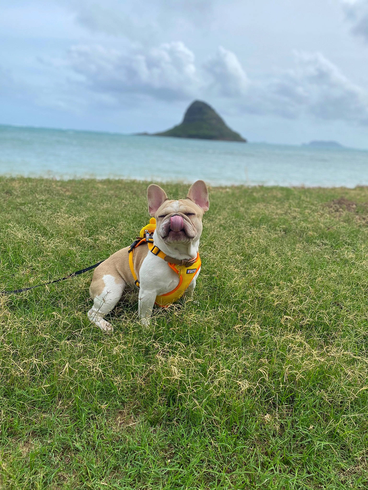 Sir Thunda joined the competition — help win amazing prizes! american_bulldog, american_staffordshire_terrier, canidae, carnivore, coast, coastal_and_oceanic_landforms, companion_dog, dog, dog_breed, dog_collar, fawn, grass, leash, non_sporting_group, olde_english_bulldogge, sea, sky, sporting_group, summer, vacation