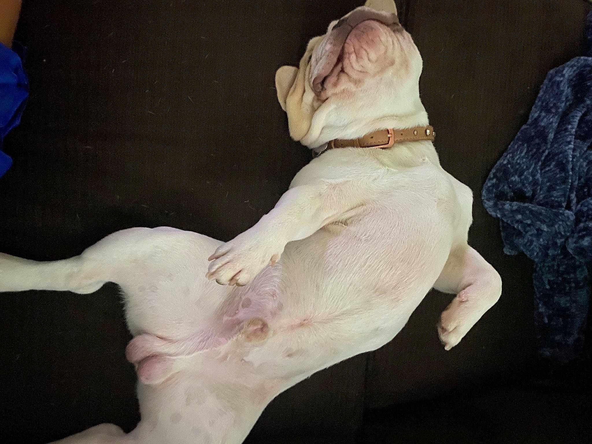 Sir Thunda is registered to the contest to win money with this photo: american_bulldog, canidae, carnivore, companion_dog, dog, dog_breed, fawn, french_bulldog, hand, leg, non_sporting_group, pointer, puppy, sporting_group, tail