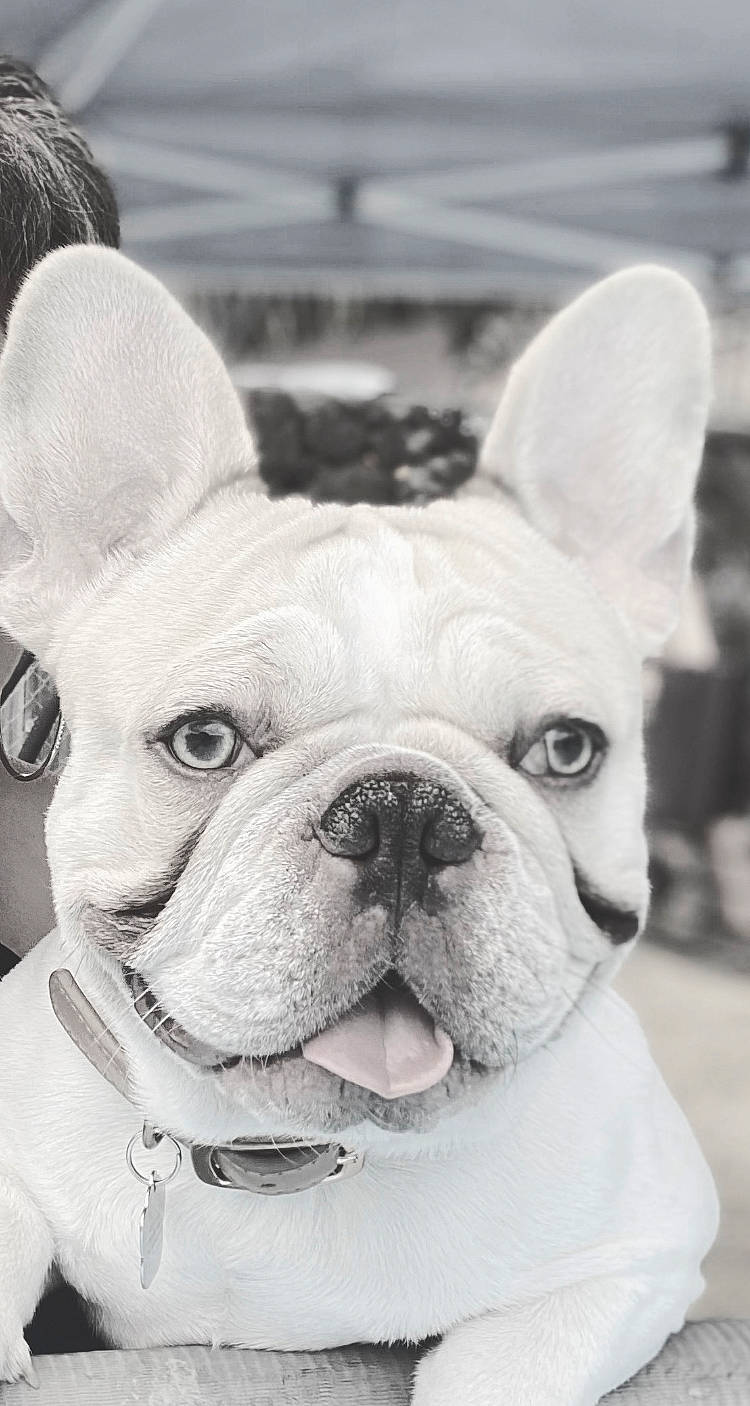Sir Thunda joined the competition — help win amazing prizes! bulldog, canidae, carnivore, companion_dog, dog, dog_breed, ear, fawn, french_bulldog, mammal, molosser, non_sporting_group, photography, puppy, rare_breed_dog, skin, snout, toy_bulldog, whiskers, white