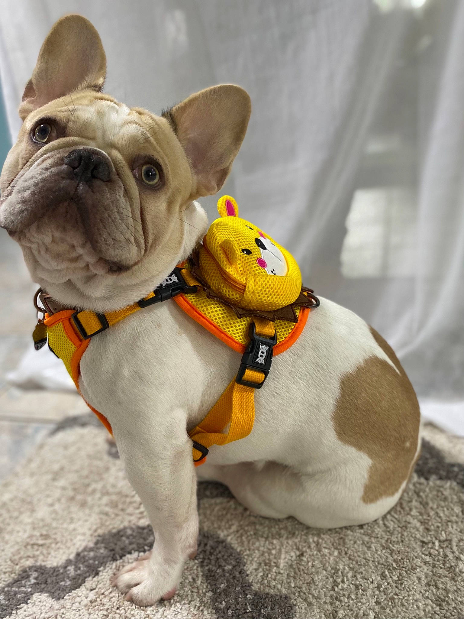 Sir Thunda is registered to the contest to win money with this photo: british_bulldogs, bulldog, canidae, carnivore, collar, companion_dog, dog, dog_breed, dog_clothes, dog_collar, dog_supply, fawn, french_bulldog, leash, mammal, non_sporting_group, pet_supply, puppy, snout, toy_bulldog