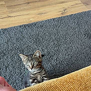 Basile a rejoint le concours — aidez-le/la à gagner de superbes lots ! cat, kitten, tabby, pet, animal, feline, curious, sitting, peeking, portrait, whiskers, ears, green_eyes, striped_fur, gray_rug, wooden_floor, couch, mustard_cushion, indoor, home