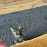 cat, kitten, tabby, pet, animal, feline, curious, sitting, peeking, portrait, whiskers, ears, green_eyes, striped_fur, gray_rug, wooden_floor, couch, mustard_cushion, indoor, home