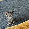 Basile a rejoint le concours — aidez-le/la à gagner de superbes lots ! cat, kitten, tabby, animal, pet, feline, sitting, carpet, rug, sofa, couch, furniture, wooden_floor, indoors, home, striped_fur, whiskers, ears, eyes, portrait