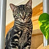 cat, kitten, tabby, animal, pet, portrait, sitting, indoors, mirror, reflection, greenery, plant, wood, floor, home, whiskers, ears, fur, eyes, closeup