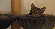 Basile a rejoint le concours — aidez-le/la à gagner de superbes lots ! cat, tabby, kitten, feline, pet, animal, face, eyes, ears, whiskers, hammock, cat_tree, scratching_post, indoors, home, wall, cozy, lounging, peeking, portrait