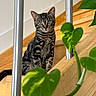 cat, kitten, tabby, striped_fur, green_eyes, whiskers, sitting, indoors, staircase, wooden_floor, metal_railings, houseplant, pothos, green_leaves, portrait, pet, feline, curious, centered_composition, natural_light