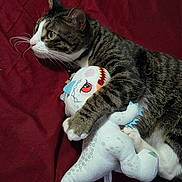 Vegeta joined the competition — help win amazing prizes! bed, blanket, cat, companion, cozy, cute, domestic_animal, feline, indoor, paws, pet, plush_toy, red, resting, shark, sleeping_area, snuggling, soft_toy, tabby, whiskers