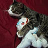 bed, blanket, cat, companion, cozy, cute, domestic_animal, feline, indoor, paws, pet, plush_toy, red, resting, shark, sleeping_area, snuggling, soft_toy, tabby, whiskers