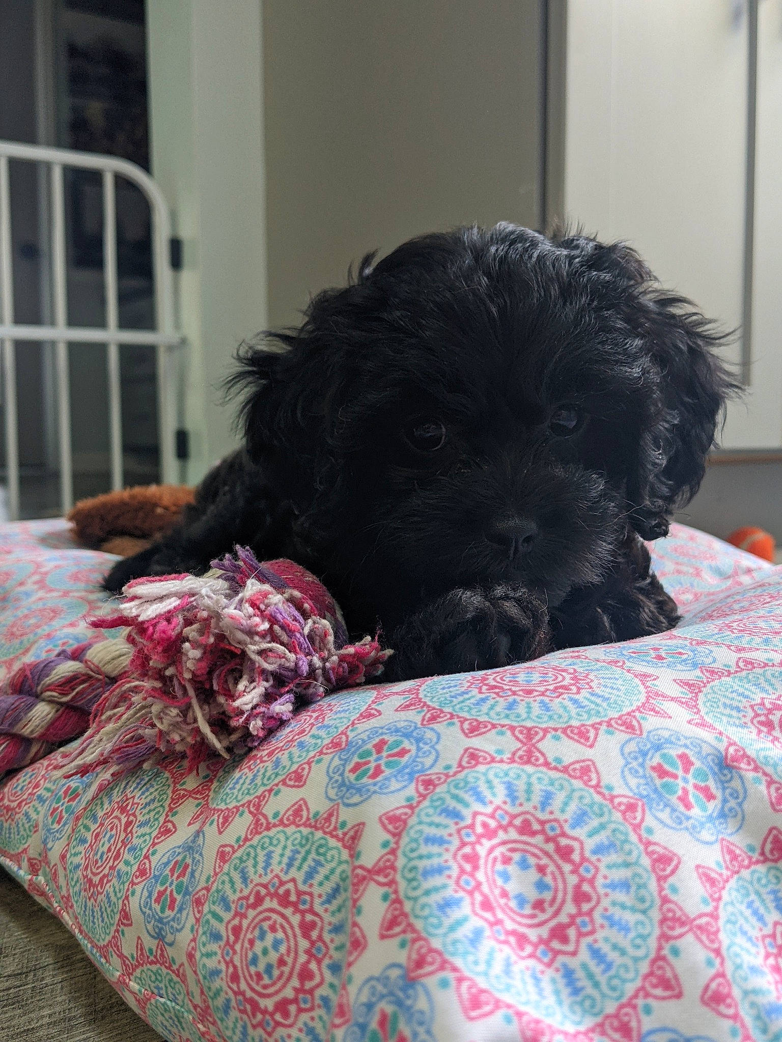 Poppy is registered to the contest to win money with this photo: bed, canidae, carnivore, comfort, companion_dog, dog, dog_breed, dog_supply, fur, linens, magenta, mammal, pattern, pet_supply, snout, sporting_group, terrier, vertebrate, water_dog, working_animal