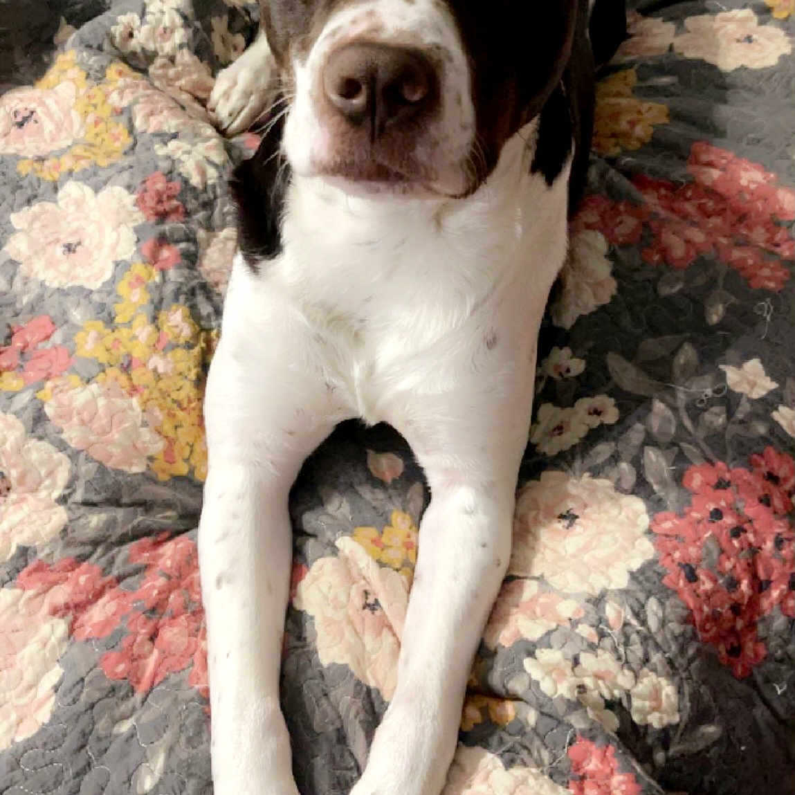 Jasper is registered to the contest to win money with this photo: animal, bedspread, brown_and_white, canine, companion, cute, dog, domestic_animal, ears, floral_pattern, fur, indoors, looking_at_camera, lying_down, nails, pet, quilt, relaxed, snout, white_paws