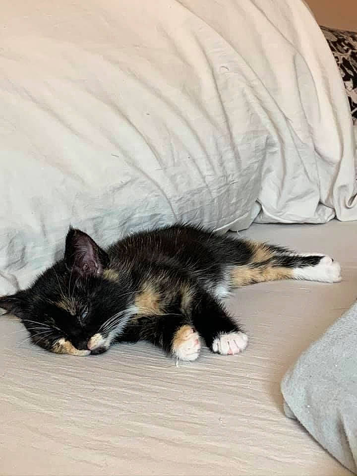 Eloise is registered to the contest to win money with this photo: bed, bedding, carnivore, cat, claw, comfort, domestic_short_haired_cat, felidae, flooring, fur, grey, hardwood, linens, paw, sand, small_to_medium_sized_cats, snout, tail, textile, whiskers