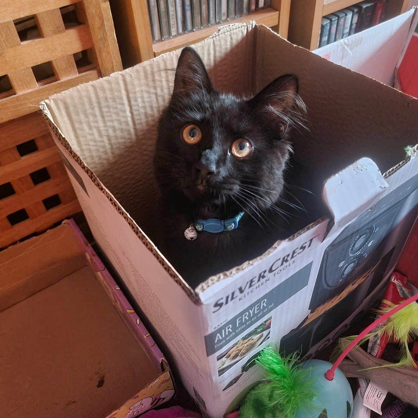 Ivan joined the competition — help win amazing prizes! animal, blackcat, bookcase, box, cardboard, carton, cat, computer, drawer, electronics, furniture, hardwood, indoors, kitten, laptop, pc, pet, shelf, sphere, wood