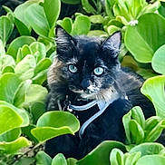 Echobear joined the competition — help win amazing prizes! cat, black_cat, blue_eyes, green_leaves, plants, outdoor, nature, pet, animal, fur, whiskers, close_up, curious, wildlife, garden, flora, leafy, mammal, domestic_animal, portrait