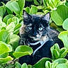 cat, black_cat, blue_eyes, green_leaves, plants, outdoor, nature, pet, animal, fur, whiskers, close_up, curious, wildlife, garden, flora, leafy, mammal, domestic_animal, portrait