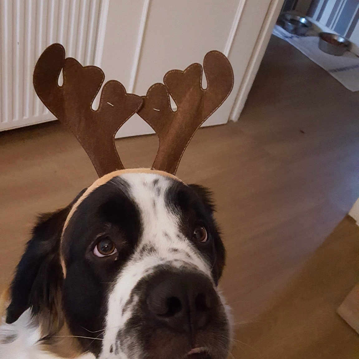 Mya