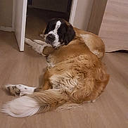 Mya participe au concours pour gagner de l'argent avec cette photo : carnivoran, dog, dog_breed, dog_breed_group, dog_like_mammal, floor, flooring, fur, hardwood, wood_flooring