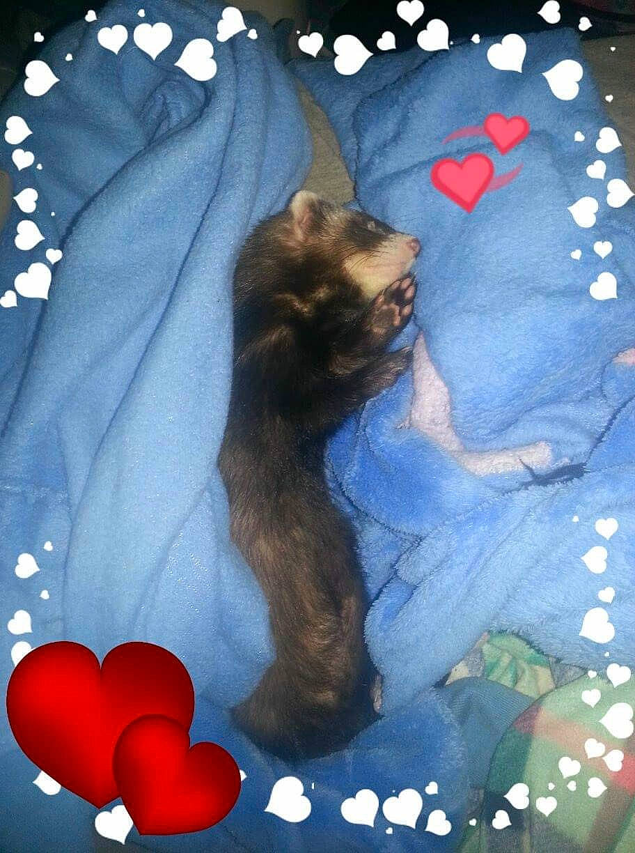 Stitch is registered to the contest to win money with this photo: azure, carmine, carnivore, cat, companion_dog, electric_blue, fawn, felidae, fictional_character, fur, gesture, happy, linens, pattern, petal, sleeve, small_to_medium_sized_cats, tail, textile, whiskers