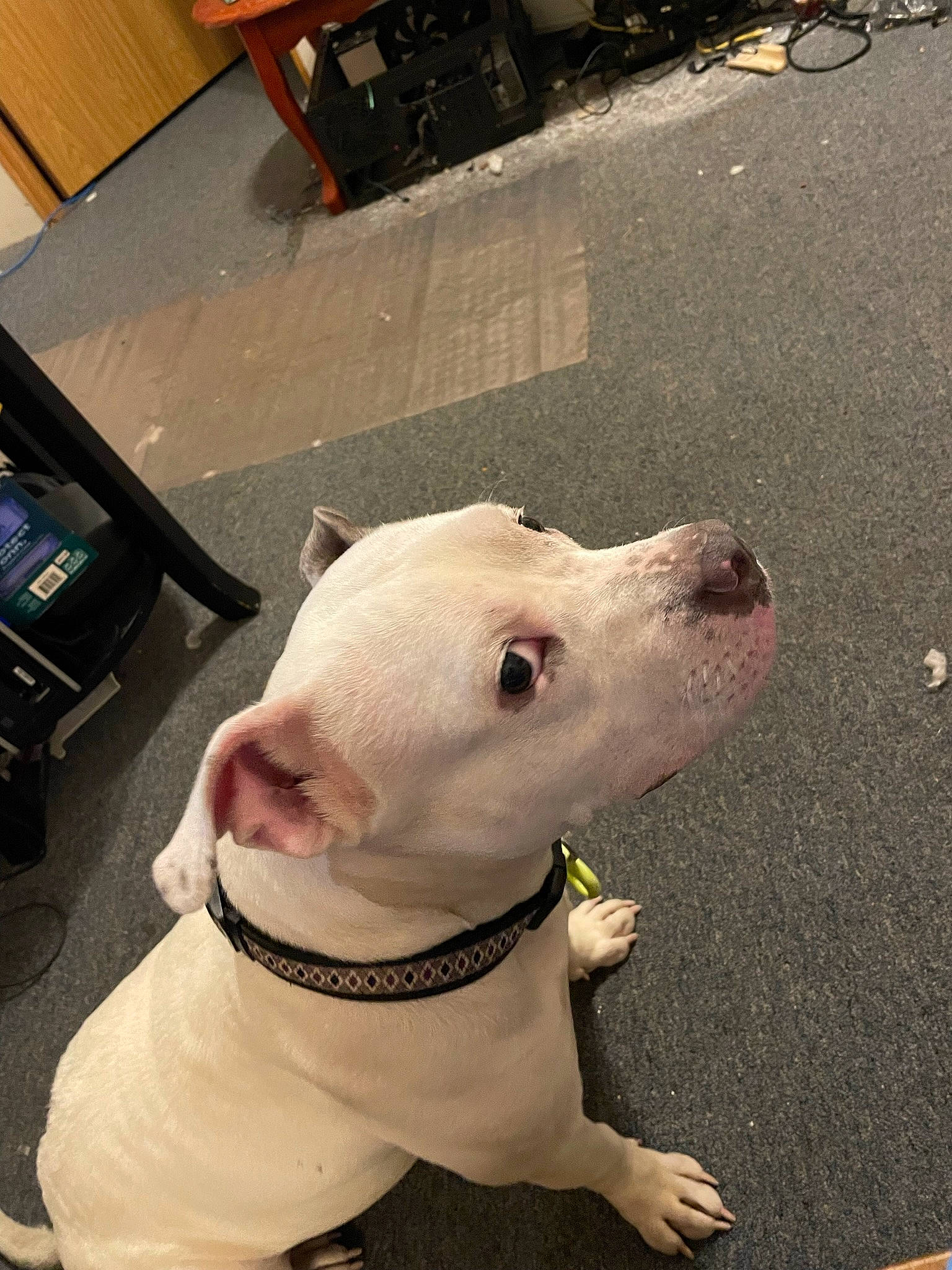 Letty joined the competition — help win amazing prizes! bull_and_terrier, bull_terrier, bull_terrier_miniature, carnivore, collar, companion_dog, dog, dog_breed, dog_collar, dogo_guatemalteco, english_white_terrier, fashion_accessory, fawn, head, leash, old_english_terrier, pet_supply, snout, whiskers, working_animal