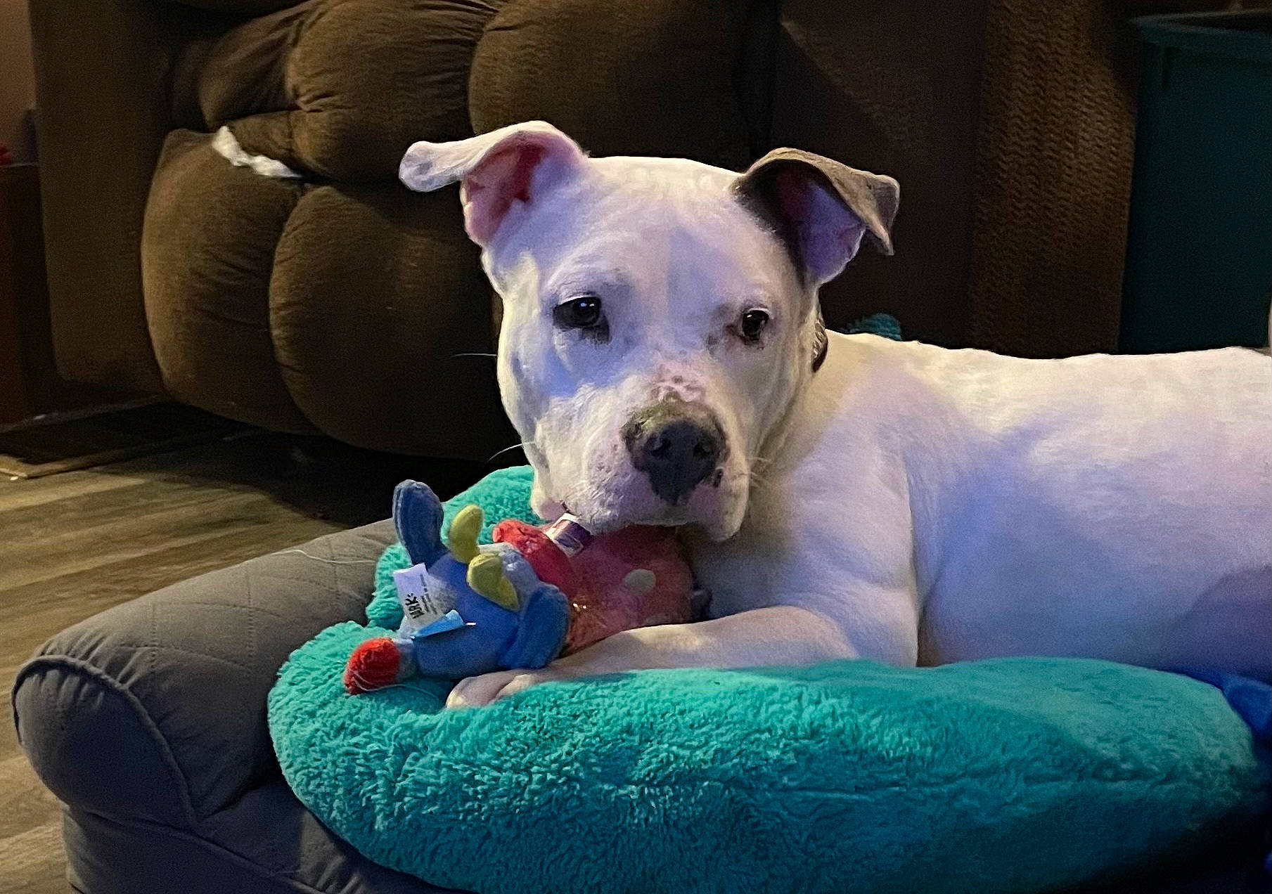 Letty joined the competition — help win amazing prizes! blue, canidae, carnivore, collar, comfort, companion_dog, couch, dog, dog_breed, dog_clothes, dog_supply, fawn, guard_dog, linens, pet_supply, snout, sporting_group, toy_dog, whiskers, working_animal