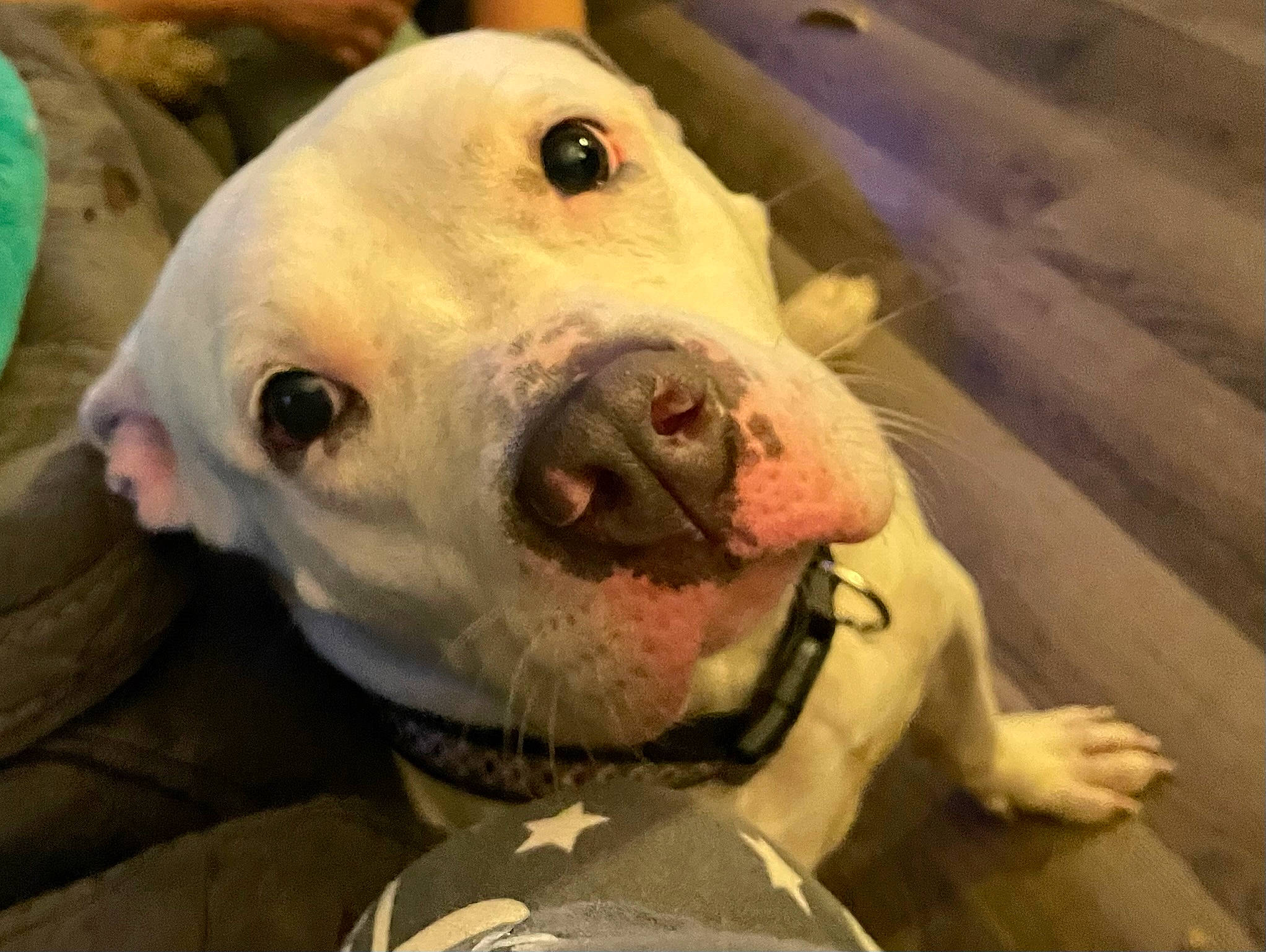 Letty joined the competition — help win amazing prizes! canidae, carnivore, companion_dog, dog, dog_breed, dogo_argentino, domestic_pig, english_white_terrier, eye, fang, fawn, fur, jaw, livestock, snout, sporting_group, suidae, terrestrial_animal, whiskers, working_animal