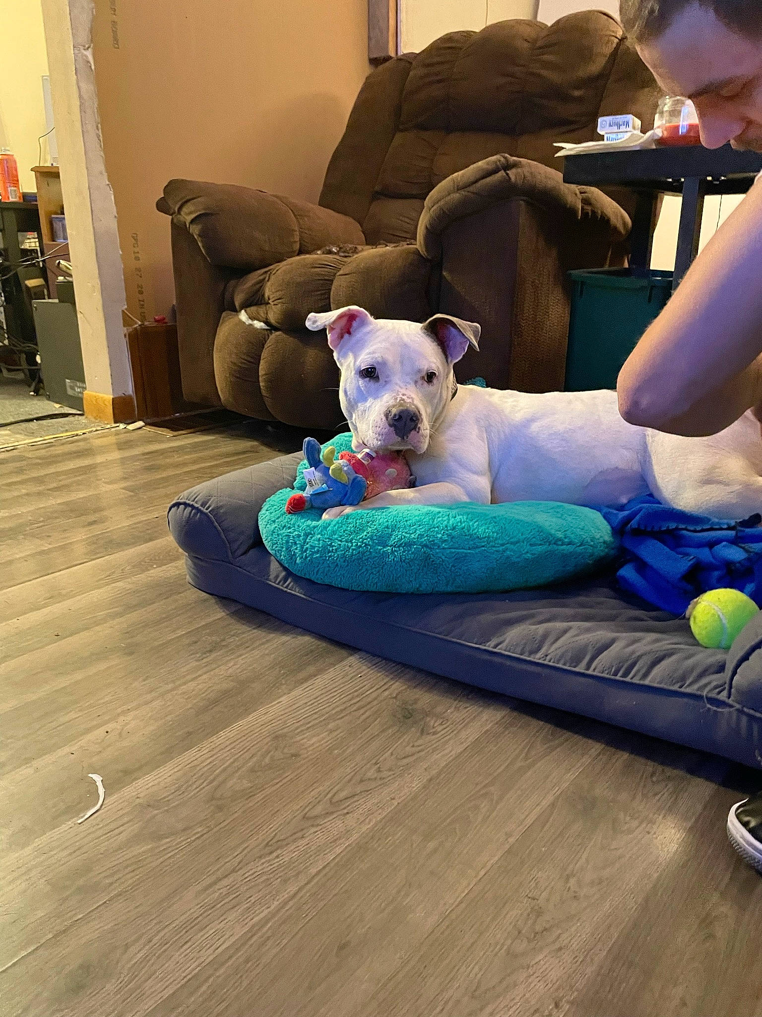 Letty joined the competition — help win amazing prizes! canidae, carnivore, chair, comfort, companion_dog, couch, dog, dog_breed, dog_supply, flooring, furniture, hardwood, lap, leisure, living_room, picture_frame, pillow, sporting_group, wood, working_animal