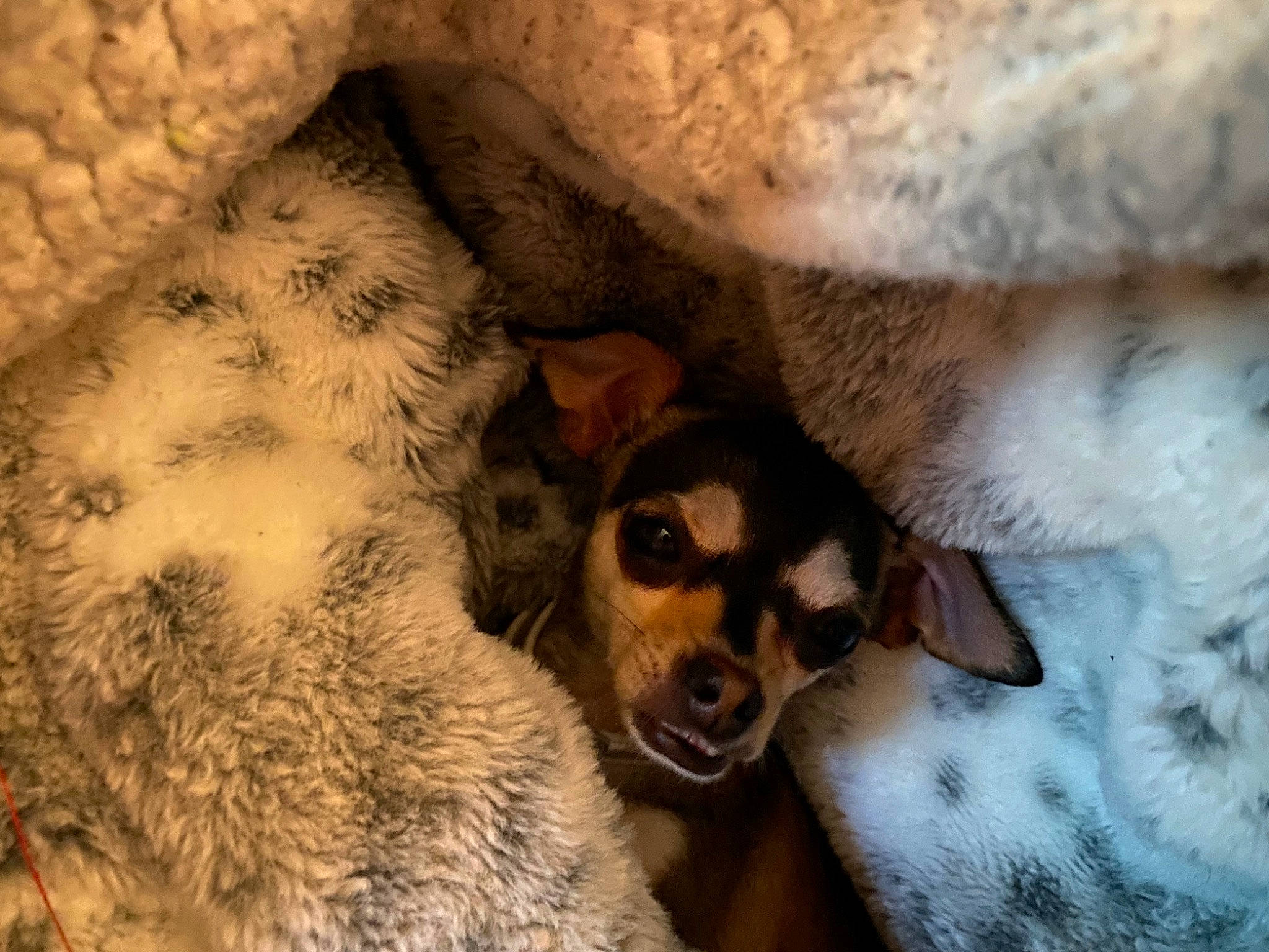 Stella is registered to the contest to win money with this photo: canidae, carnivore, close_up, comfort, companion_dog, dog, dog_breed, ear, fawn, fur, paw, puppy, snout, sporting_group, terrestrial_animal, whiskers, wildlife