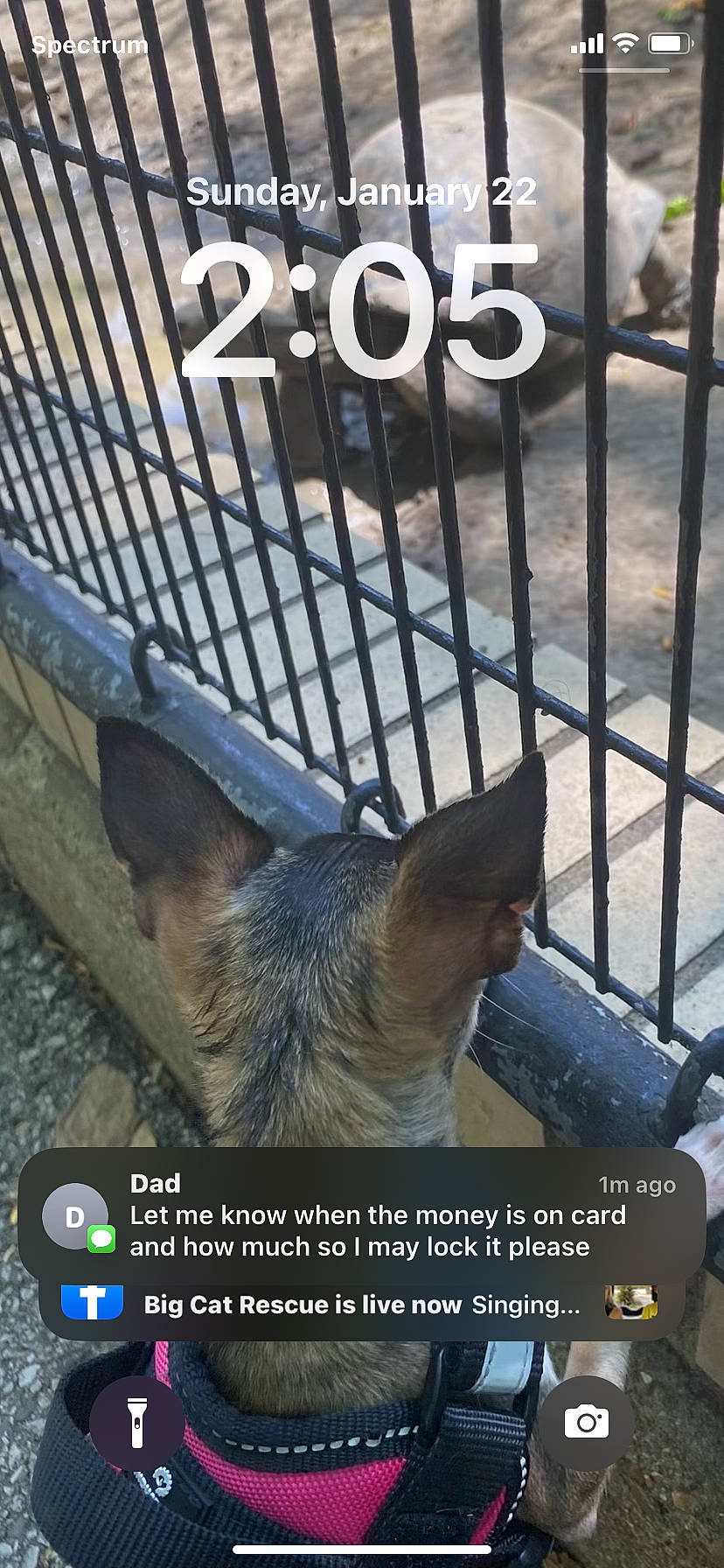 Stella is registered to the contest to win money with this photo: animal_shelter, canidae, carnivore, chain_link_fencing, companion_dog, dog, dog_breed, dog_supply, fence, fur, gas, line, mesh, metal, pet_supply, photo_caption, screenshot, sporting_group, terrestrial_animal, wire_fencing