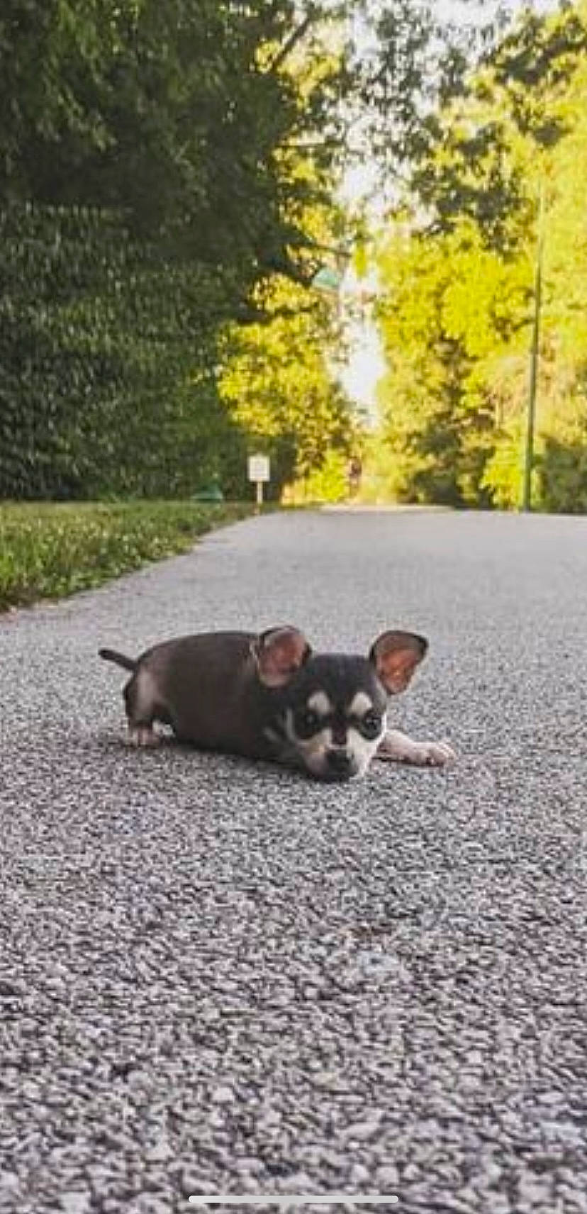 Stella is registered to the contest to win money with this photo: asphalt, canidae, carnivore, chihuahua, companion_dog, dog, dog_breed, fawn, grass, mammal, plant, road_surface, snout, sporting_group, tail, toy_dog, tree, vertebrate, wood, working_animal