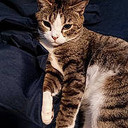 Fifi is registered to the contest to win money with this photo: animal, bedspread, cat, closeup, cute, domestic_cat, ears, face, feline, fur, indoor, lying_down, mammal, pet, relaxed, soft, striped, tabby, whiskers, white_paws
