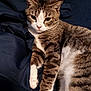 animal, bedspread, cat, closeup, cute, domestic_cat, ears, face, feline, fur, indoor, lying_down, mammal, pet, relaxed, soft, striped, tabby, whiskers, white_paws