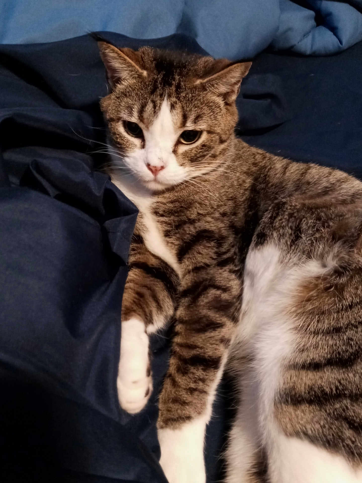 Fifi