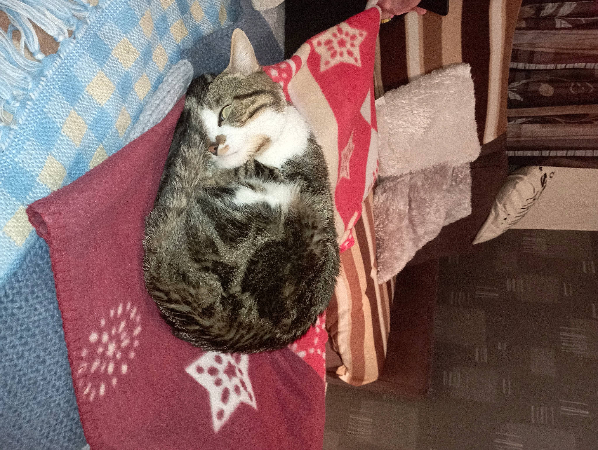 Cooki participe au concours pour gagner de l'argent avec cette photo : carnivore, cat, comfort, domestic_short_haired_cat, felidae, fur, grey, linens, pattern, plaid, small_to_medium_sized_cats, tail, tartan, whiskers