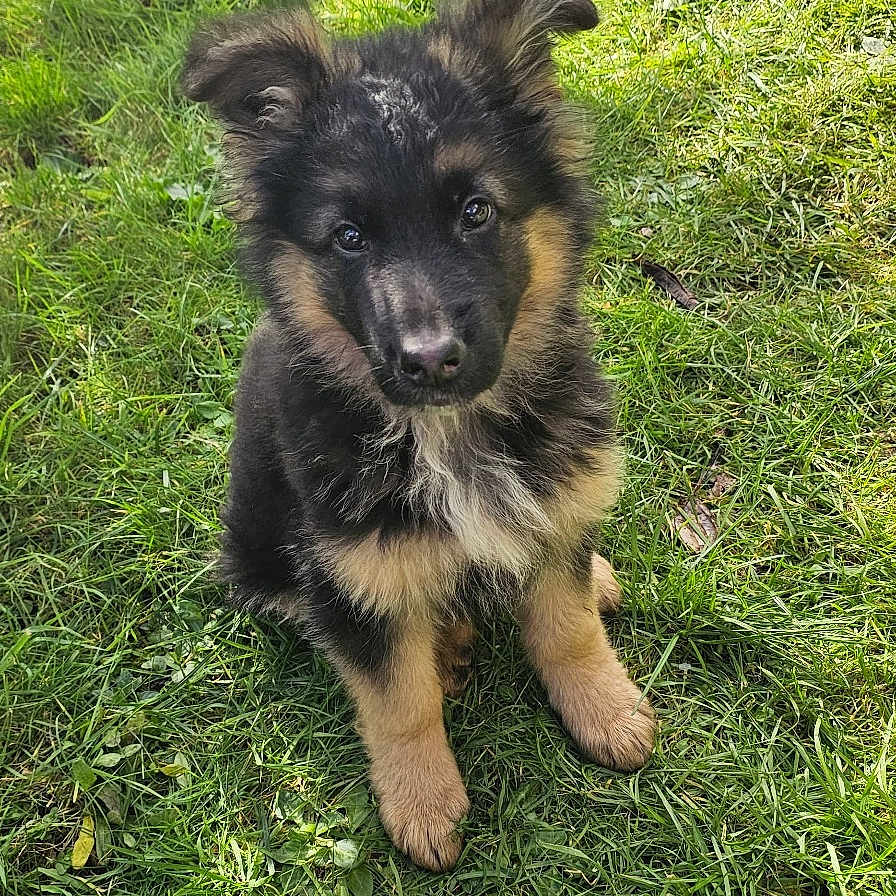 Neo participe au concours pour gagner de l'argent avec cette photo : adorable, animal, canine, cute, daylight, dog, ears, eyes, fur, german_shepherd, grass, greenery, leaf, nature, outdoor, pet, portrait, puppy, sitting, young
