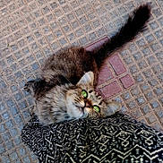 Marrakech participe au concours pour gagner de l'argent avec cette photo : cat, tabby, green_eyes, fur, pet, animal, outdoor, leg, patterned_clothing, person, affection, looking_up, tail, texture, tiled_floor, close_up, cute, friendly, domestic_animal, whiskers