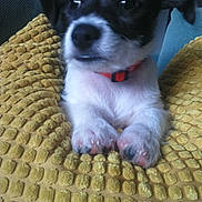 Sim a rejoint le concours — aidez-le/la à gagner de superbes lots ! carnivoran, dog, dog_breed, dog_breed_group, dog_like_mammal, puppy, rare_breed_dog, snout, whiskers