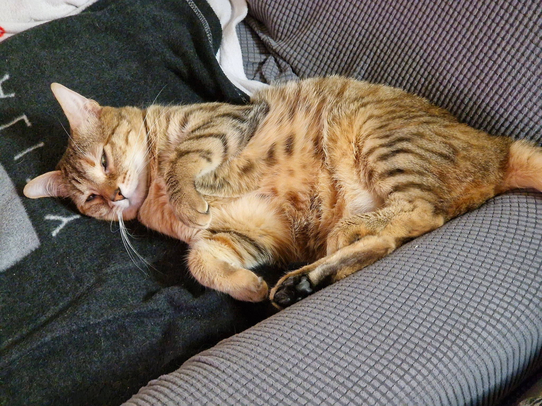 Kira participe au concours pour gagner de l'argent avec cette photo : carnivore, cat, cat_supply, claw, comfort, domestic_short_haired_cat, felidae, foot, fur, nap, paw, sleep, small_to_medium_sized_cats, snout, tail, terrestrial_animal, textile, vertebrate, whiskers